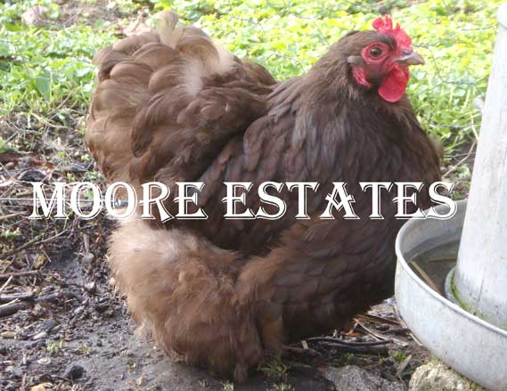 A striking picture of a Chocolate Orpinton Bantam hen's plumage