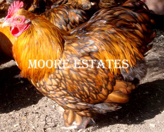 Moore Estates Gold Lace Orpinton Bantam Cock Bird
